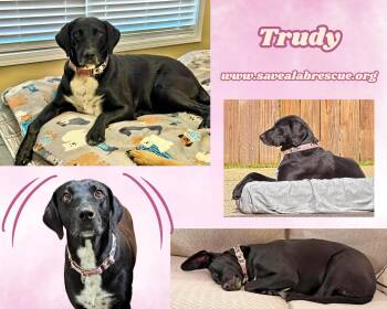 Trudy -  Labrador Retriever and Black Labrador Retriever Dog for Adoption in Middletown, Rhode Island - Trudy | PetCurious