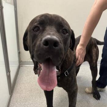 Titan -  Mixed Breed Dog for Adoption in Oak Brook, Illinois - Titan | PetCurious