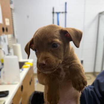 Molly -  Mixed Breed Dog for Adoption in West Palm Beach, Florida - Molly | PetCurious