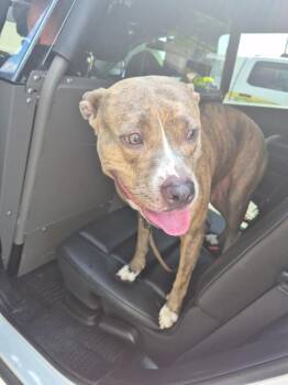 Trish -  Mixed Breed Dog for Adoption in Gallatin, Tennessee - Trish | PetCurious