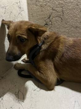 Rescue Australian Kelpie and Mixed Breed Dogs for Adoption in Louisville, Kentucky - FERREIRA TERREIRA | PetCurious