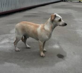 Poncho -  Chihuahua Dog for Adoption in Lexington, Kentucky - Poncho | PetCurious