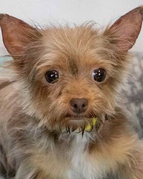 Evelyn -  Yorkshire Terrier Dog for Adoption in Kennesaw, Georgia - Evelyn | PetCurious