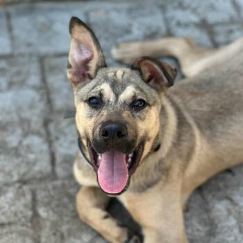 Rescue German Shepherd Dog Dogs for Adoption in Houston, Texas - Knox | PetCurious