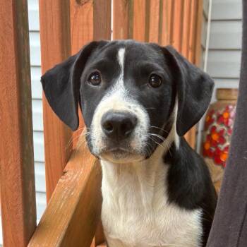 Mixed Breed Dogs Available for Adoption in Milton, Florida - Toby | PetCurious