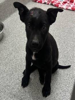 Labrador Retriever Dogs Available for Adoption in Colorado Springs, Colorado - RILEY | PetCurious