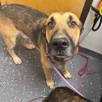 Kenai -  Mixed Breed Dog for Adoption in Columbiana, Alabama - Kenai | PetCurious