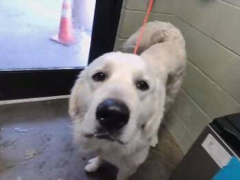 Great Pyrenees Dogs Available for Adoption in Tulsa, Oklahoma - PETER | PetCurious