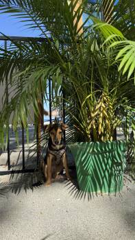 Bongo -  Mixed Breed Dog for Adoption in Richmond, Virginia - Bongo | PetCurious