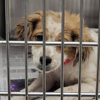 Pomeranian Dogs Available for Adoption in Los Angeles, California - Tinky A2260173 | PetCurious