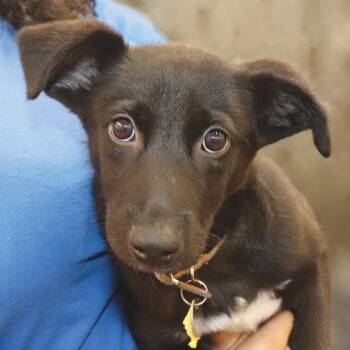 AK1113 Richard -  Australian Kelpie and Mixed Breed Dog for Adoption in Port Washington, New York - AK1113 Richard | PetCurious