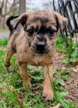 Australian Shepherd and Chihuahua Dogs Available for Adoption in Minneapolis, Minnesota - Fern | PetCurious