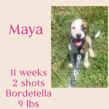 Spaniel Dogs Available for Adoption in Virginia Beach, Virginia - Maya | PetCurious