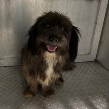 Odin -  Terrier Dog for Adoption in Greensboro, North Carolina - Odin | PetCurious