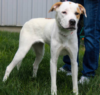 Rescue Mixed Breed Dogs for Adoption in West Chester, Pennsylvania - Maxi | PetCurious