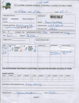 Boxer and American Bulldog Dogs Available for Adoption - Lilly | PetCurious