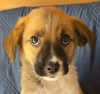 Papaya -  Beagle and Australian Cattle Dog Blue Heeler Dog for Adoption in Newport, Tennessee - Papaya | PetCurious