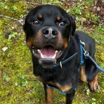 Bongo -  Rottweiler Dog for Adoption in Worcester, Massachusetts - Bongo | PetCurious
