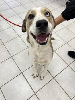 German Shepherd Dog and Siberian Husky Dogs Available for Adoption - Capulet | PetCurious