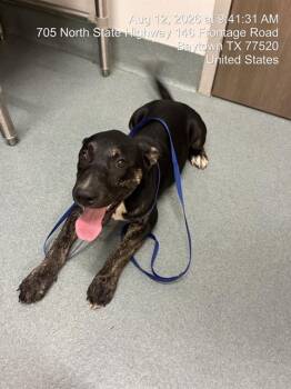 ZURI -  Pit Bull Terrier and Labrador Retriever Dog for Adoption in Baytown, Texas - ZURI | PetCurious