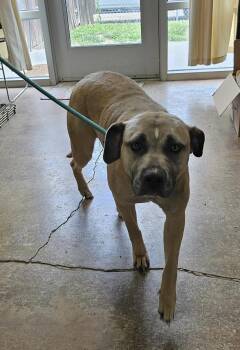 Rescue Pit Bull Terrier and Mastiff Dogs for Adoption in Kansas City, Missouri - Bindee | PetCurious