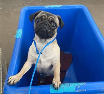 RITA -  Pug Dog for Adoption in Dallas, Texas - RITA | PetCurious