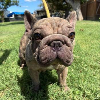 Ralph PF -  French Bulldog Dog for Adoption in Austin, Texas - Ralph PF | PetCurious