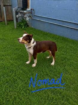 Australian Shepherd Dogs Available for Adoption in Zimmerman, Minnesota - Nomad | PetCurious