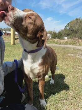 Pointer Dogs Available for Adoption in Wantagh, New York - Dino | PetCurious