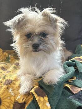 MACY -  Yorkshire Terrier and Chihuahua Dog for Adoption in Rossford, Ohio - MACY | PetCurious