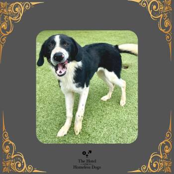 Preacher -  Great Pyrenees and Mixed Breed Dog for Adoption in Cumberland, Rhode Island - Preacher | PetCurious