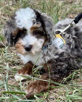 Bondi -  Cavalier King Charles Spaniel and Poodle Dog for Adoption in Malvern, Pennsylvania - Bondi | PetCurious