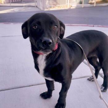 Chihuahua and Chiweenie Dogs Available for Adoption in Coachella, California - Frida | PetCurious