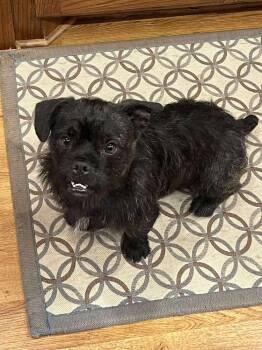 Rescue Brussels Griffon Dogs for Adoption in Shawnee, Oklahoma - Mr. Pickles | PetCurious