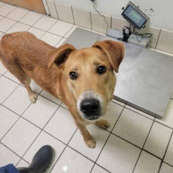 Rescue Mixed Breed Dogs for Adoption in Charleston, West Virginia - Rex | PetCurious