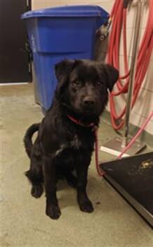 CHARLIE -  Mixed Breed Dog for Adoption in Santa Fe, New Mexico - CHARLIE | PetCurious