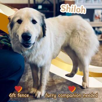 Great Pyrenees Dogs Available for Adoption in Columbus, Ohio - Shiloh | PetCurious