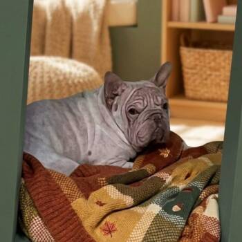 Max 4477 -  French Bulldog Dog for Adoption in Boca Raton, Florida - Max 4477 | PetCurious