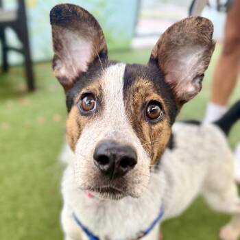 Roxie -  Coonhound Dog for Adoption in Fort Lauderdale, Florida - Roxie | PetCurious