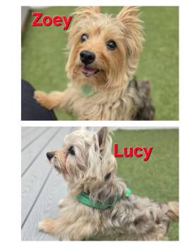Zoey and Lucy -  Norwich Terrier Dog for Adoption in Eagle, Idaho - Zoey And Lucy | PetCurious