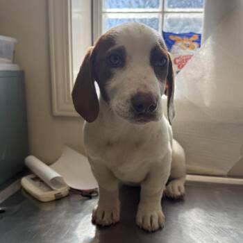 Labrador Retriever and Hound Dogs Available for Adoption - TUSC-Stray-83682_2 | PetCurious