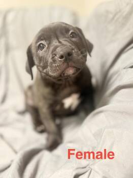 Genny pup2 -  Mastiff and Mixed Breed Dog for Adoption in Muskegon, Michigan - Genny Pup2 | PetCurious