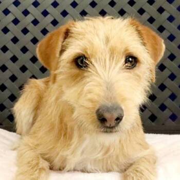 Jack Russell Terrier Dogs Available for Adoption - Nala | PetCurious