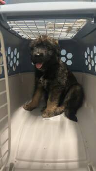 Koda -  Poodle and Shepherd Dog for Adoption in Detroit Lakes, Minnesota - Koda | PetCurious