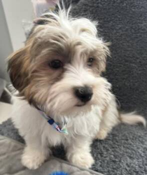 Havanese Dogs Available for Adoption - #244 Geo | PetCurious