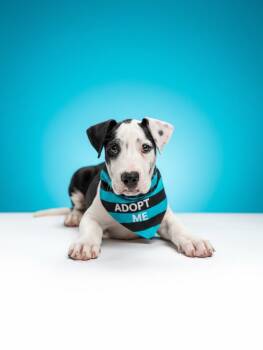 Domino- ADOPT Me -  Boxer and Pit Bull Terrier Dog for Adoption in Redondo Beach, California - Domino- ADOPT Me | PetCurious
