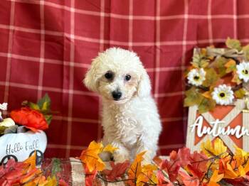 Rescue Maltese and Bichon Frise Dogs for Adoption in Peebles, Ohio - Prince | PetCurious