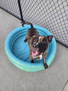 Crash -  Pit Bull Terrier and Mixed Breed Dog for Adoption in Westland, Michigan - Crash | PetCurious
