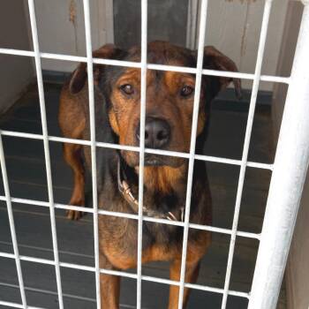 Mixed Breed Dogs Available for Adoption - Cutie Pie | PetCurious