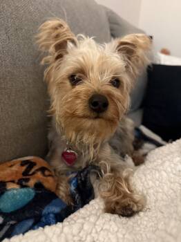 Dolly -  Yorkshire Terrier Dog for Adoption in North Miami Beach, Florida - Dolly | PetCurious
